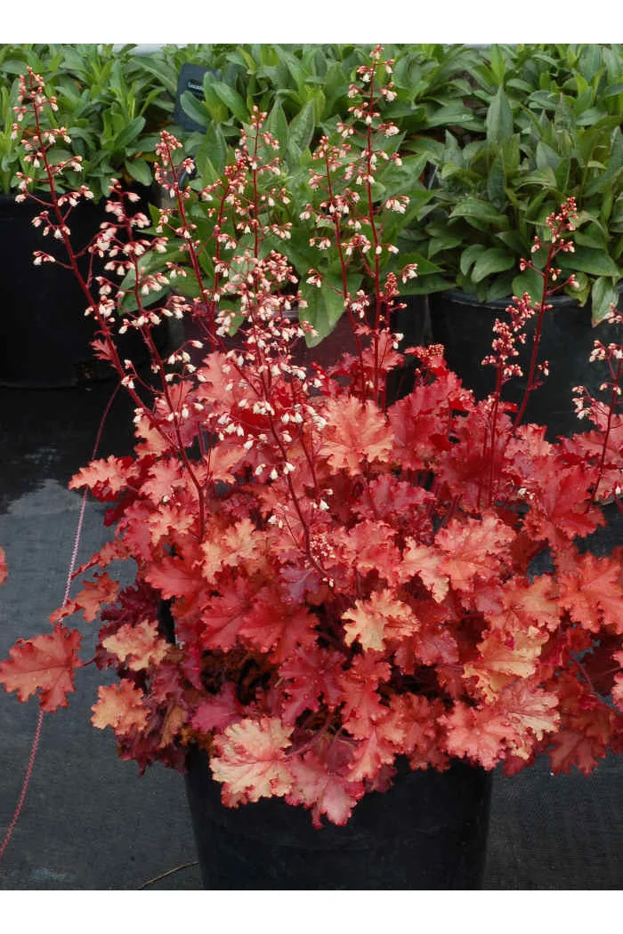 Żurawka 'Peach Crisp' Heuchera