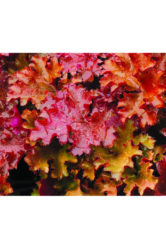 Żurawka 'Peach Crisp' Heuchera