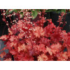 Żurawka 'Peach Crisp' Heuchera