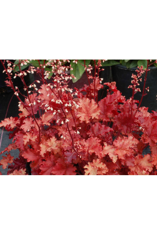 Żurawka 'Peach Crisp' Heuchera