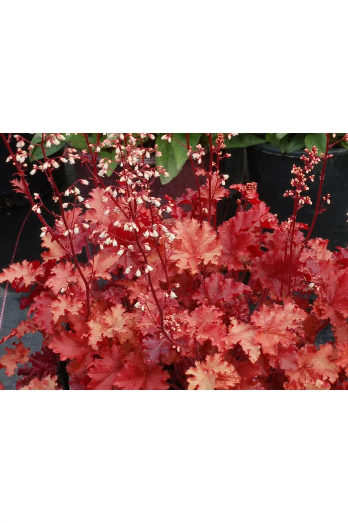 Żurawka 'Peach Crisp' Heuchera