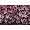 Żurawka 'Plum Pudding' Heuchera