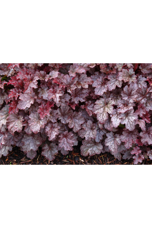 Żurawka 'Plum Pudding' Heuchera