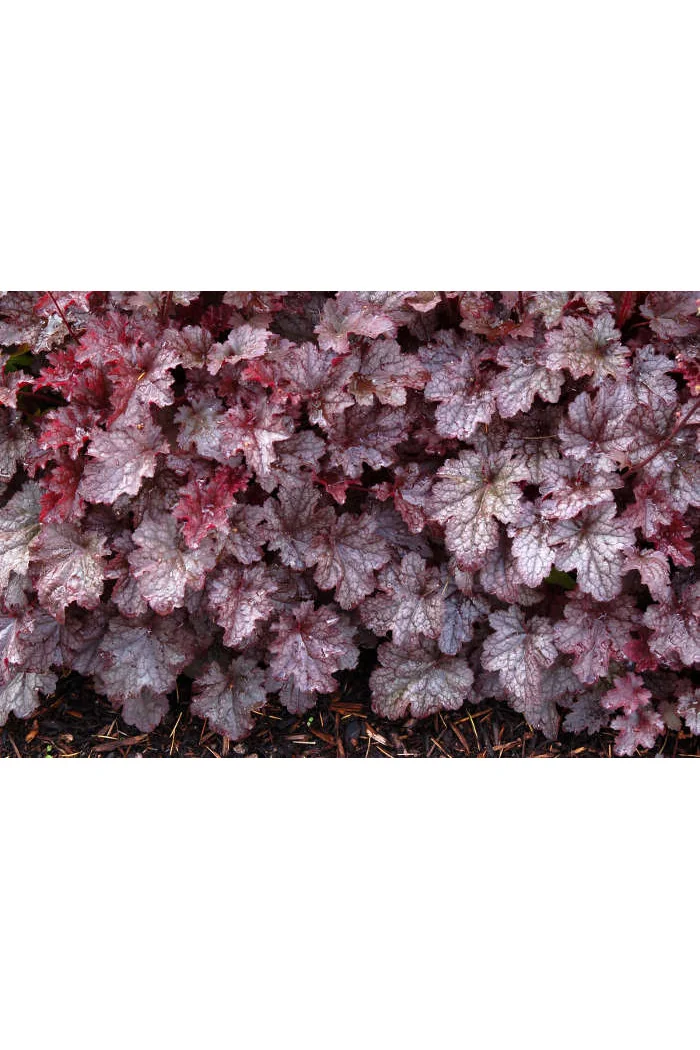 Żurawka 'Plum Pudding' Heuchera