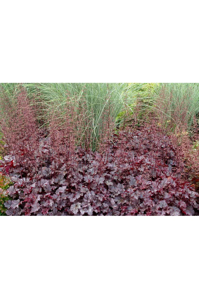 Żurawka 'Plum Pudding' Heuchera