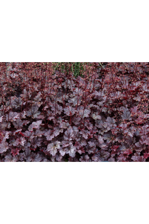 Żurawka 'Plum Pudding' Heuchera