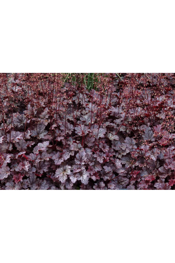 Żurawka 'Plum Pudding' Heuchera