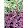 Żurawka 'Plum Royale' Heuchera