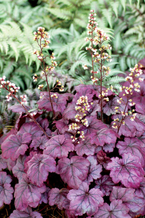 Żurawka 'Plum Royale' Heuchera