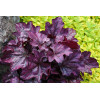 Żurawka 'Plum Royale' Heuchera