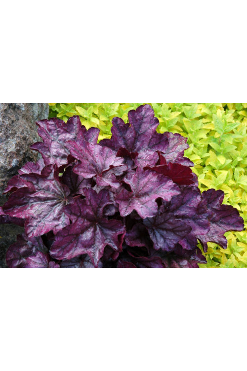 Żurawka 'Plum Royale' Heuchera