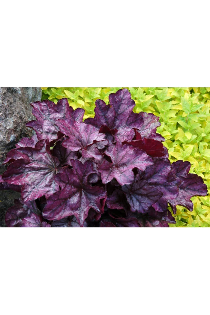 Żurawka 'Plum Royale' Heuchera