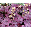 Żurawka 'Plum Royale' Heuchera