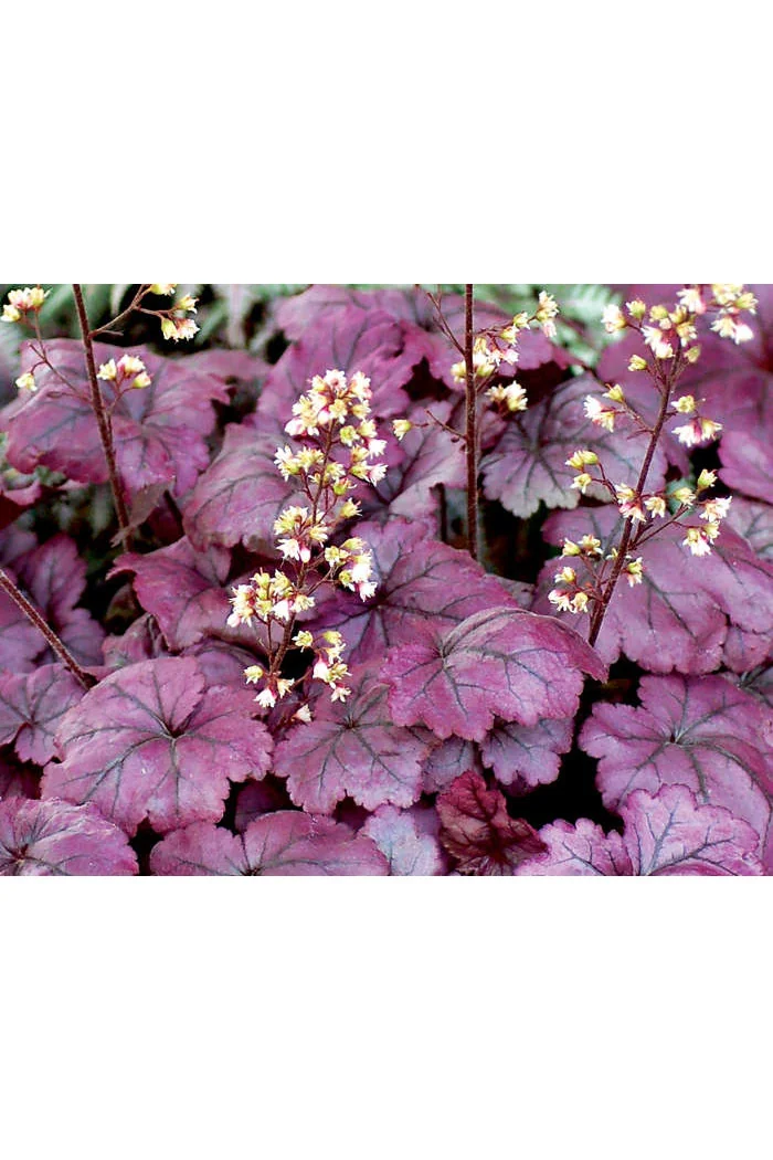 Żurawka 'Plum Royale' Heuchera