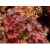 Żurawka 'Root Beer' Heuchera