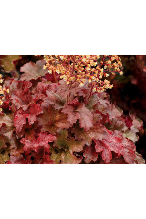 Żurawka 'Root Beer' Heuchera