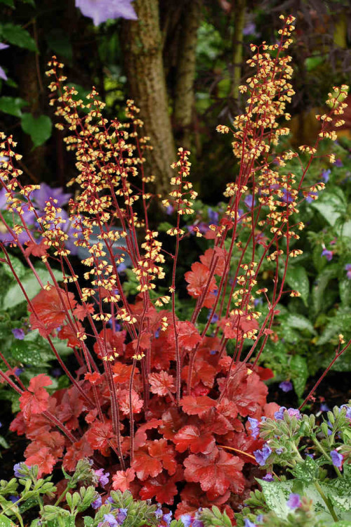 Żurawka 'Root Beer' Heuchera