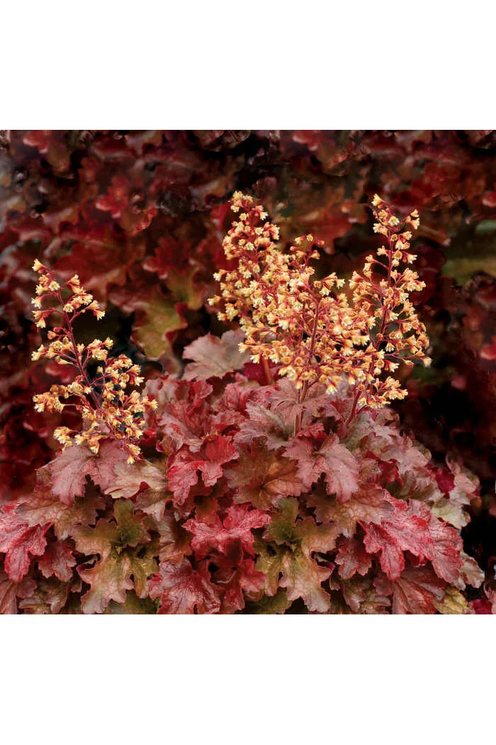 Żurawka 'Root Beer' Heuchera
