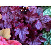 Żurawka 'Shanghai'| Heuchera