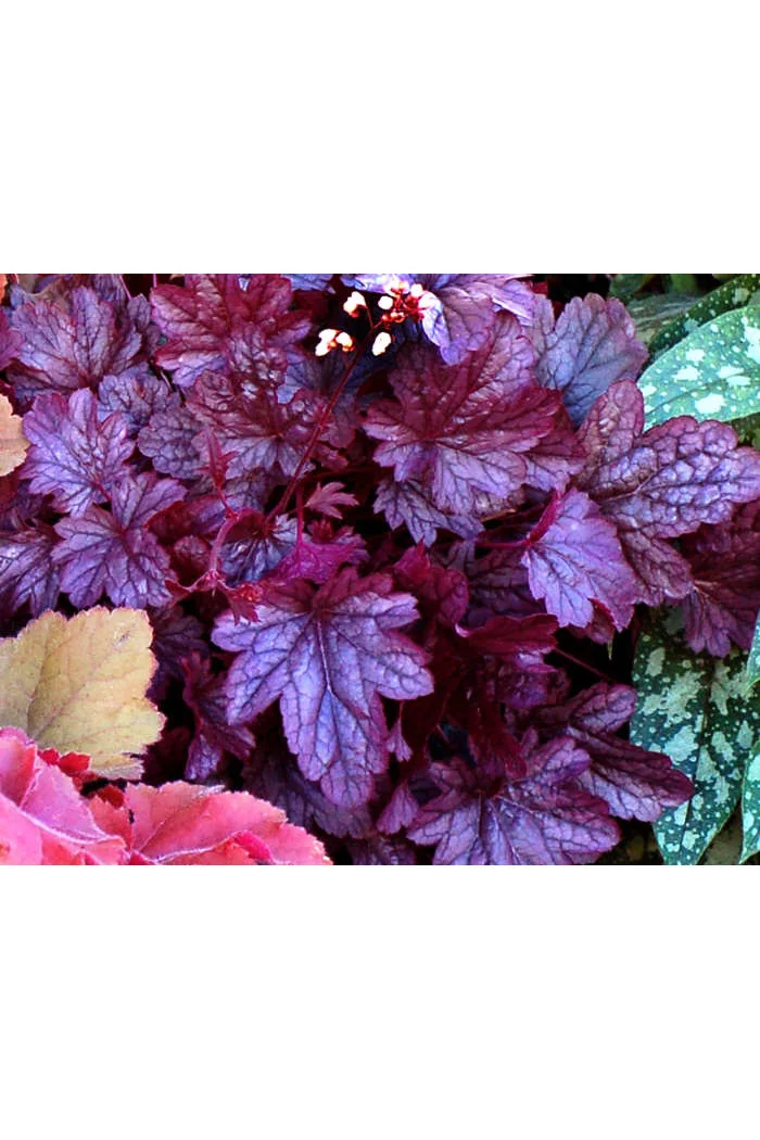 Żurawka 'Shanghai'| Heuchera