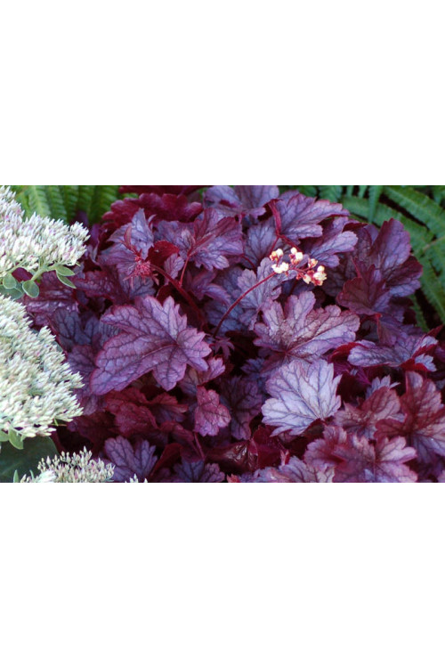 Żurawka 'Shanghai'| Heuchera