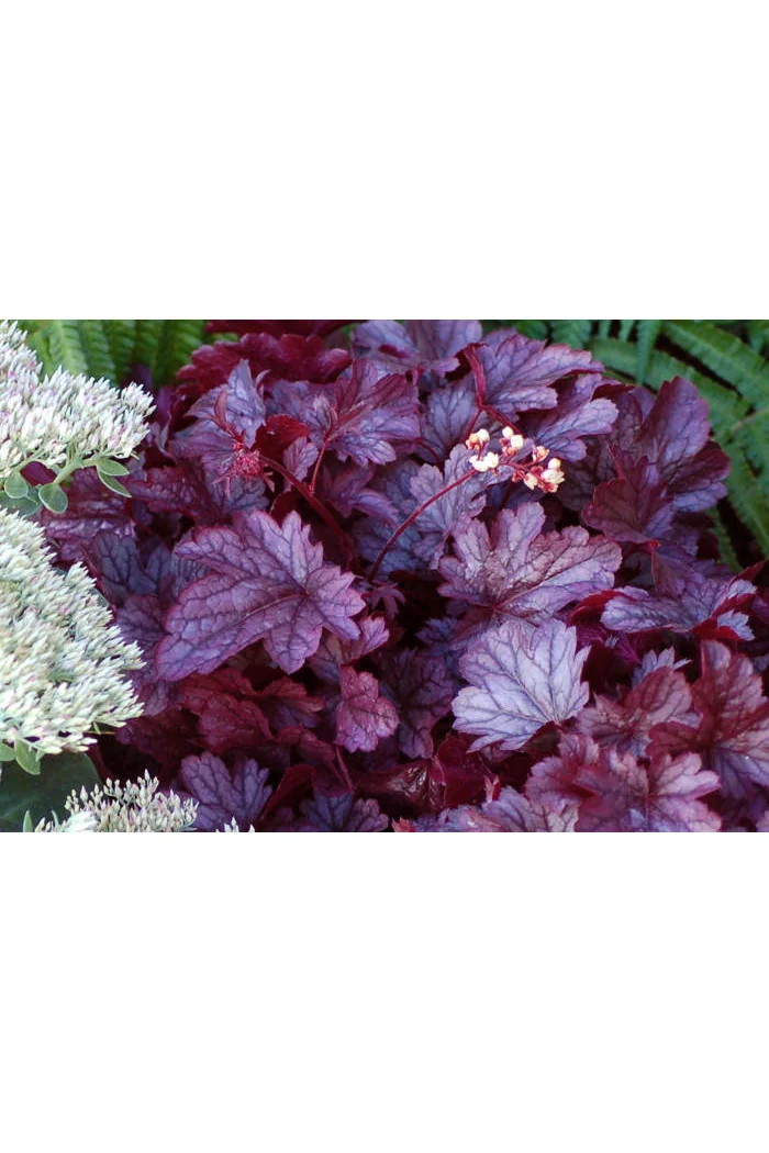 Żurawka 'Shanghai'| Heuchera
