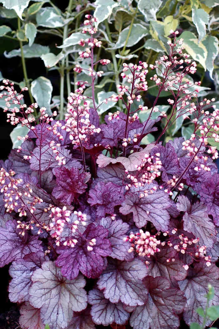 Żurawka 'Shanghai'| Heuchera