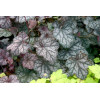 Żurawka 'Velvet Night' Heuchera