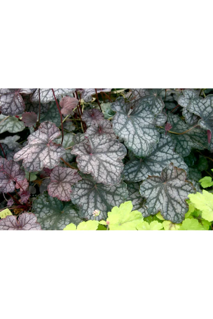 Żurawka 'Velvet Night' Heuchera