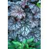 Żurawka 'Velvet Night' Heuchera