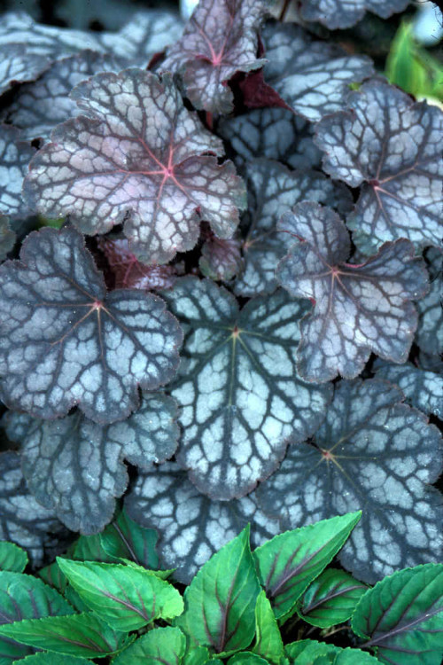 Żurawka 'Velvet Night' Heuchera