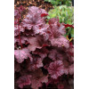 Żurawka 'Velvet Night' Heuchera