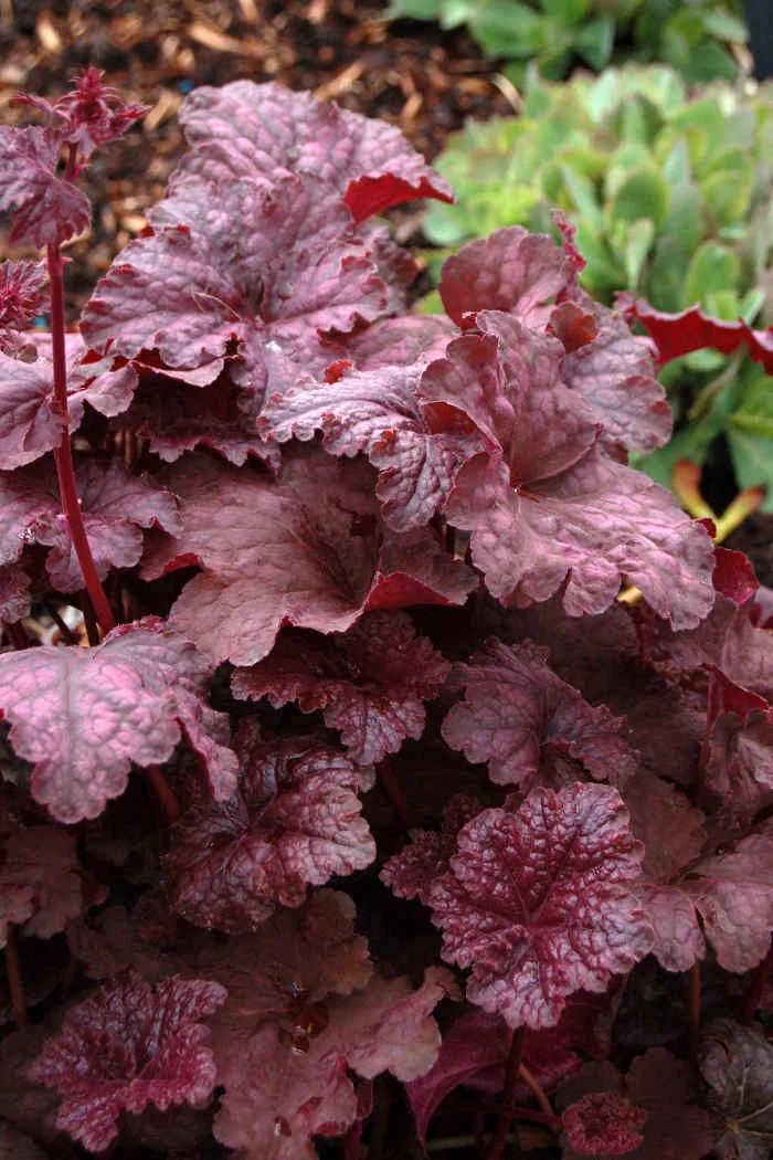 Żurawka 'Velvet Night' Heuchera