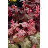 Żurawka 'Vienna' Heuchera