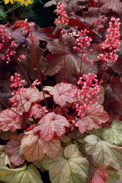Żurawka 'Vienna' Heuchera