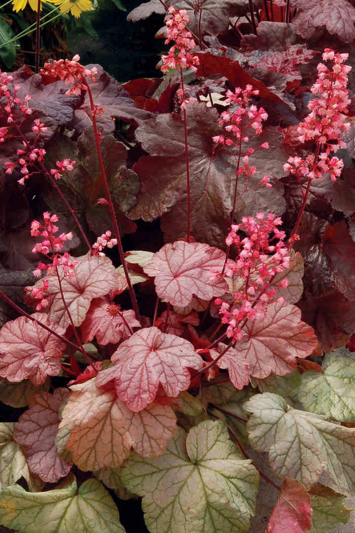 Żurawka 'Vienna' Heuchera