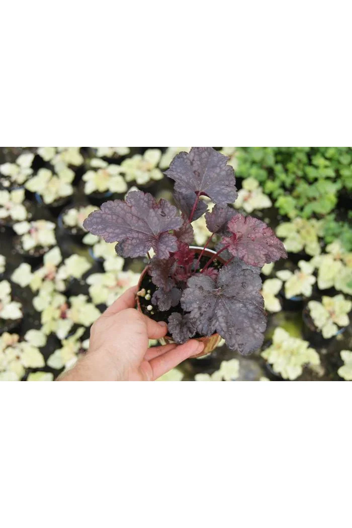 Żurawka 'Plum Pudding' Heuchera