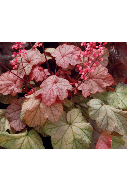 Żurawka 'Vienna' Heuchera