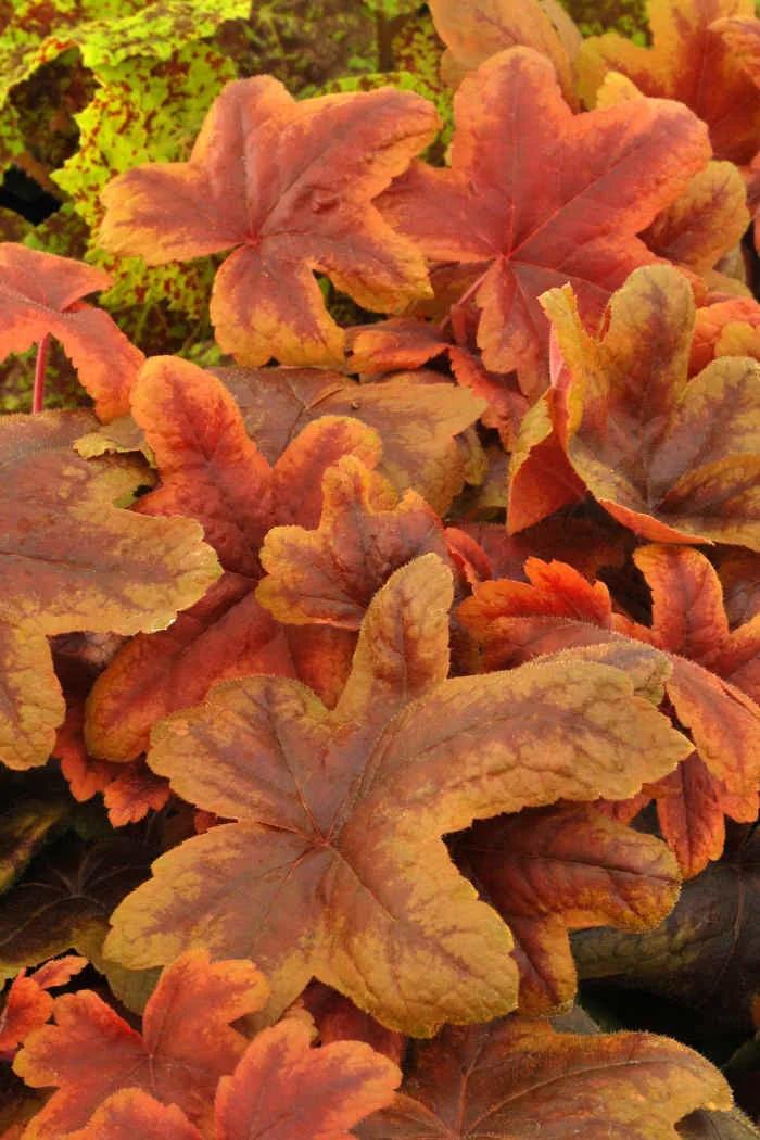 Żuraweczka 'Brass Lantern' | Heucherella