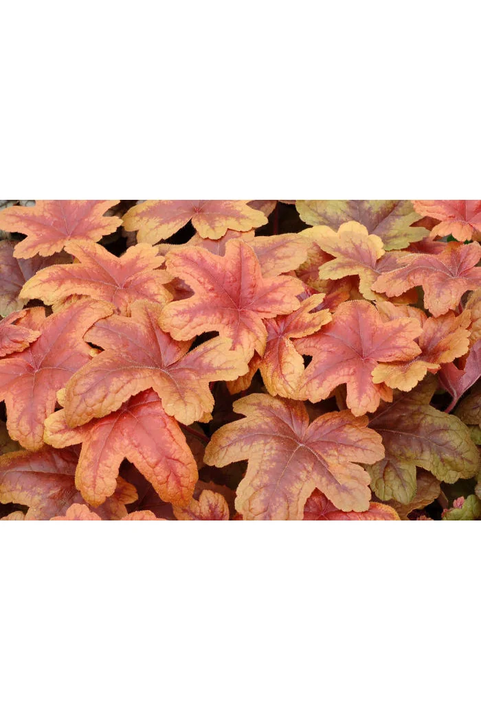 Żuraweczka 'Brass Lantern' | Heucherella