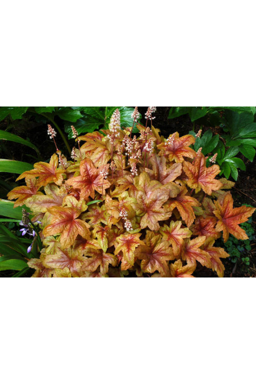 Żuraweczka 'Brass Lantern' | Heucherella