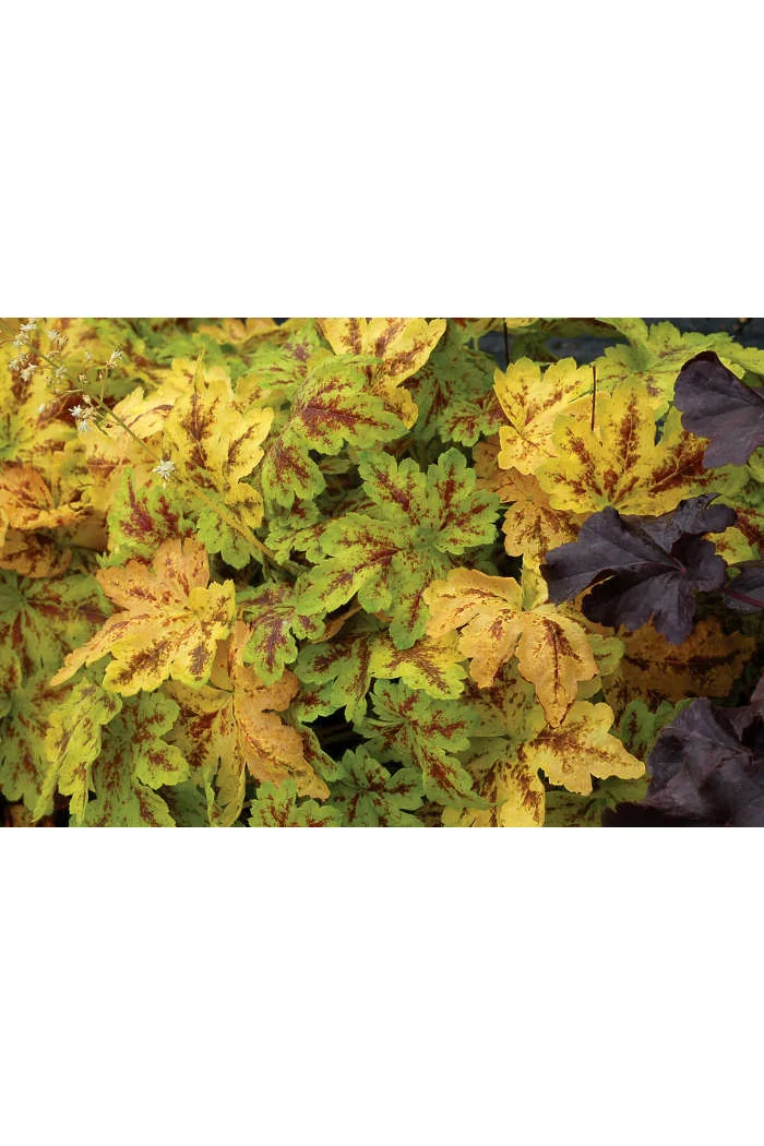 Żuraweczka (Żurawka) 'Solar Power' Heucherella