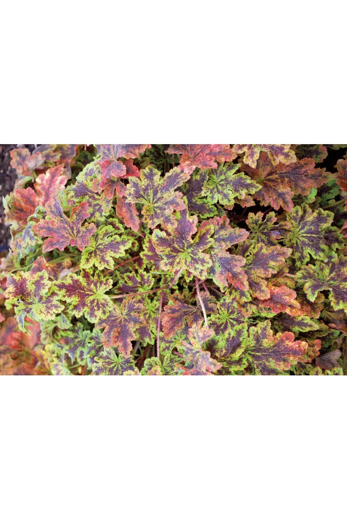 Żuraweczka (Żurawka) 'Solar Power' Heucherella