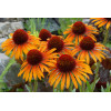 Jeżówka 'Flame Thrower' Echinacea