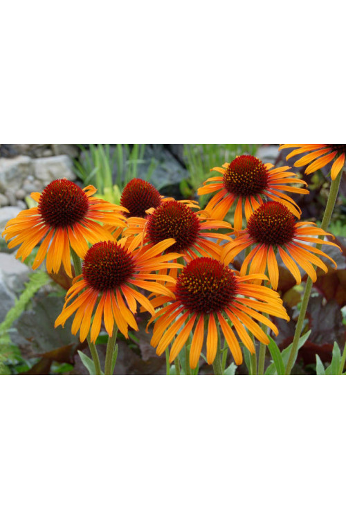 Jeżówka 'Flame Thrower' Echinacea