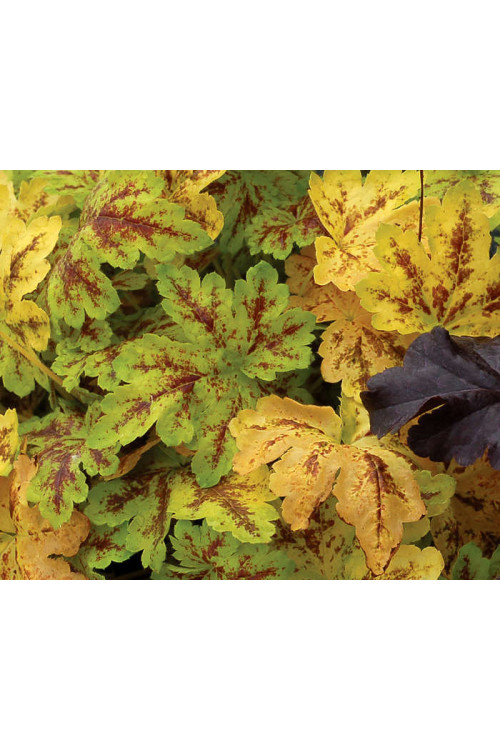 Żuraweczka (Żurawka) 'Solar Power' Heucherella