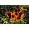 Jeżówka 'Flame Thrower' Echinacea