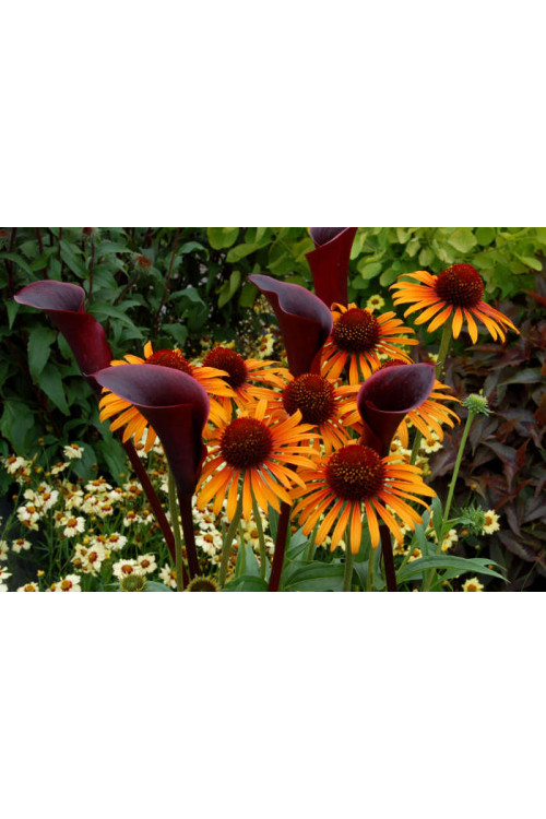 Jeżówka 'Flame Thrower' Echinacea