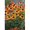Jeżówka 'Flame Thrower' Echinacea
