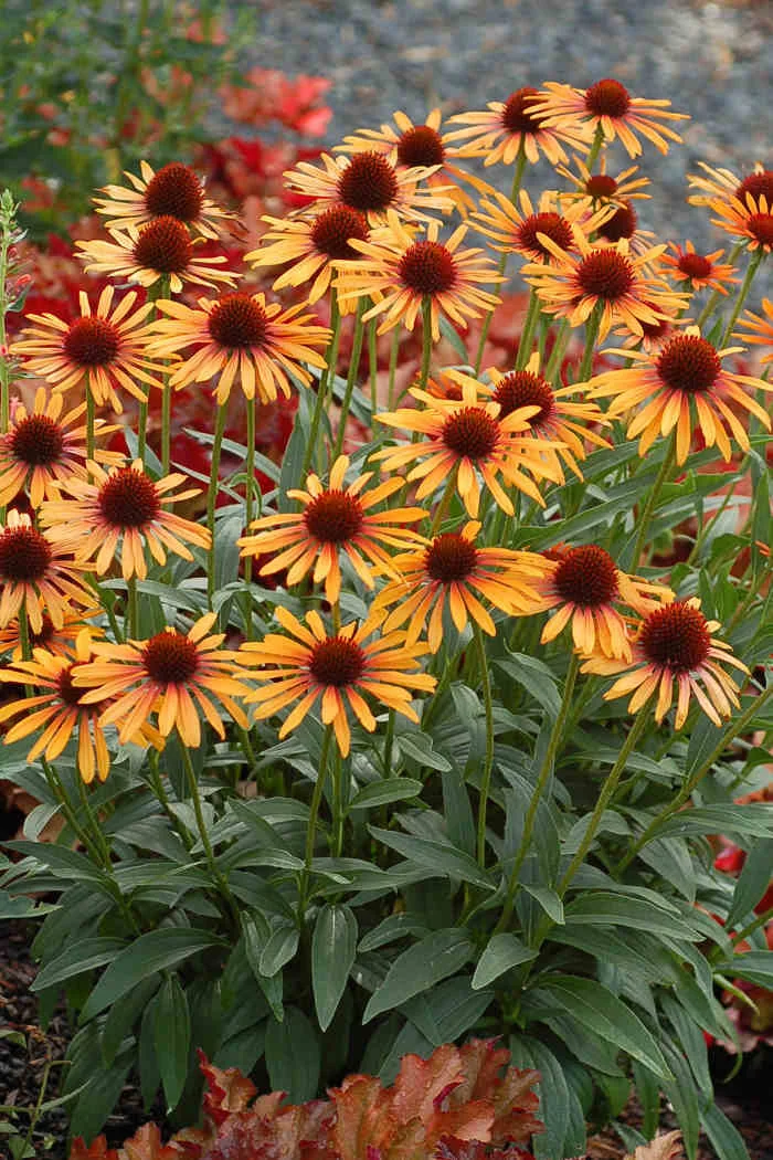 Jeżówka 'Flame Thrower' Echinacea